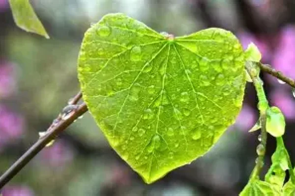 hartvormig blad druppel